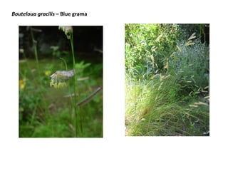 Bouteloua gracilis – Blue grama

 