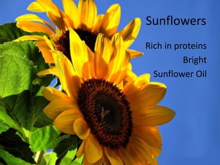 						SunflowersRich in proteinsBrightSunflower Oil