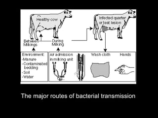 The major routes of bacterial transmission
 