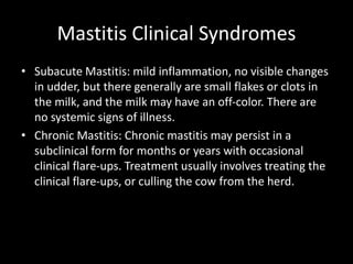 Mastitis Clinical Syndromes
• Subacute Mastitis: mild inflammation, no visible changes
in udder, but there generally are small flakes or clots in
the milk, and the milk may have an off-color. There are
no systemic signs of illness.
• Chronic Mastitis: Chronic mastitis may persist in a
subclinical form for months or years with occasional
clinical flare-ups. Treatment usually involves treating the
clinical flare-ups, or culling the cow from the herd.
 