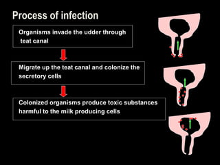 Process of infection
Organisms invade the udder through
teat canal
Migrate up the teat canal and colonize the
secretory cells
Colonized organisms produce toxic substances
harmful to the milk producing cells
 