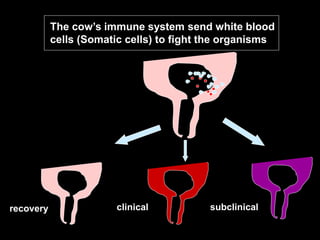The cow’s immune system send white blood
cells (Somatic cells) to fight the organisms
recovery clinical subclinical
 