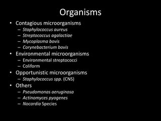 Organisms
• Contagious microorganisms
– Staphylococcus aureus
– Streptococcus agalactiae
– Mycoplasma bovis
– Corynebacterium bovis
• Environmental microorganisms
– Environmental streptococci
– Coliform
• Opportunistic microorganisms
– Staphylococcus spp. (CNS)
• Others
– Pseudomonas aeruginosa
– Actinomyces pyogenes
– Nocardia Species
 