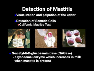 Visualization and palpation of the udder
Detection of Somatic Cells
California Mastitis Test
Detection of Mastitis
 N-acetyl-ß-D-glucosaminidase (NAGase)
- a lysosomal enzyme which increases in milk
when mastitis is present
 