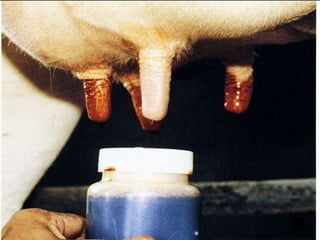 Bovine-Mastitis.ppt