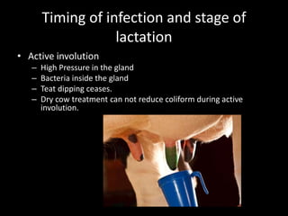 Timing of infection and stage of
lactation
• Active involution
– High Pressure in the gland
– Bacteria inside the gland
– Teat dipping ceases.
– Dry cow treatment can not reduce coliform during active
involution.
 