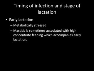 Timing of infection and stage of
lactation
• Early lactation
– Metabolically stressed
– Mastitis is sometimes associated with high
concentrate feeding which accompanies early
lactation.
 