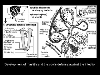Development of mastitis and the cow’s defense against the infection
 