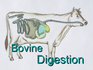 Bovine Digestion 