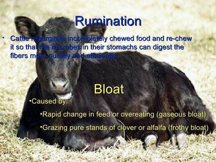 Bovine Digestion