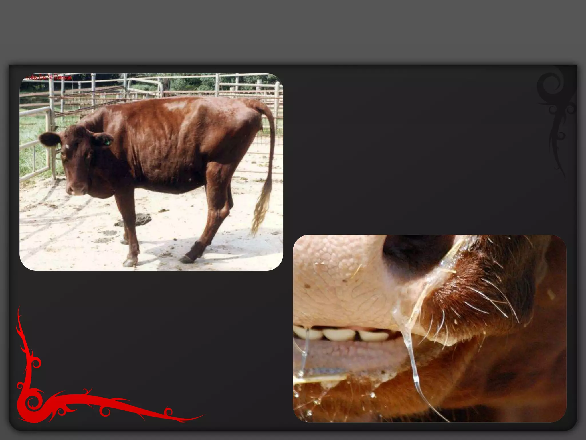 Bovine ephemeral fever | PPTX | Infectious Diseases | Diseases and Conditions