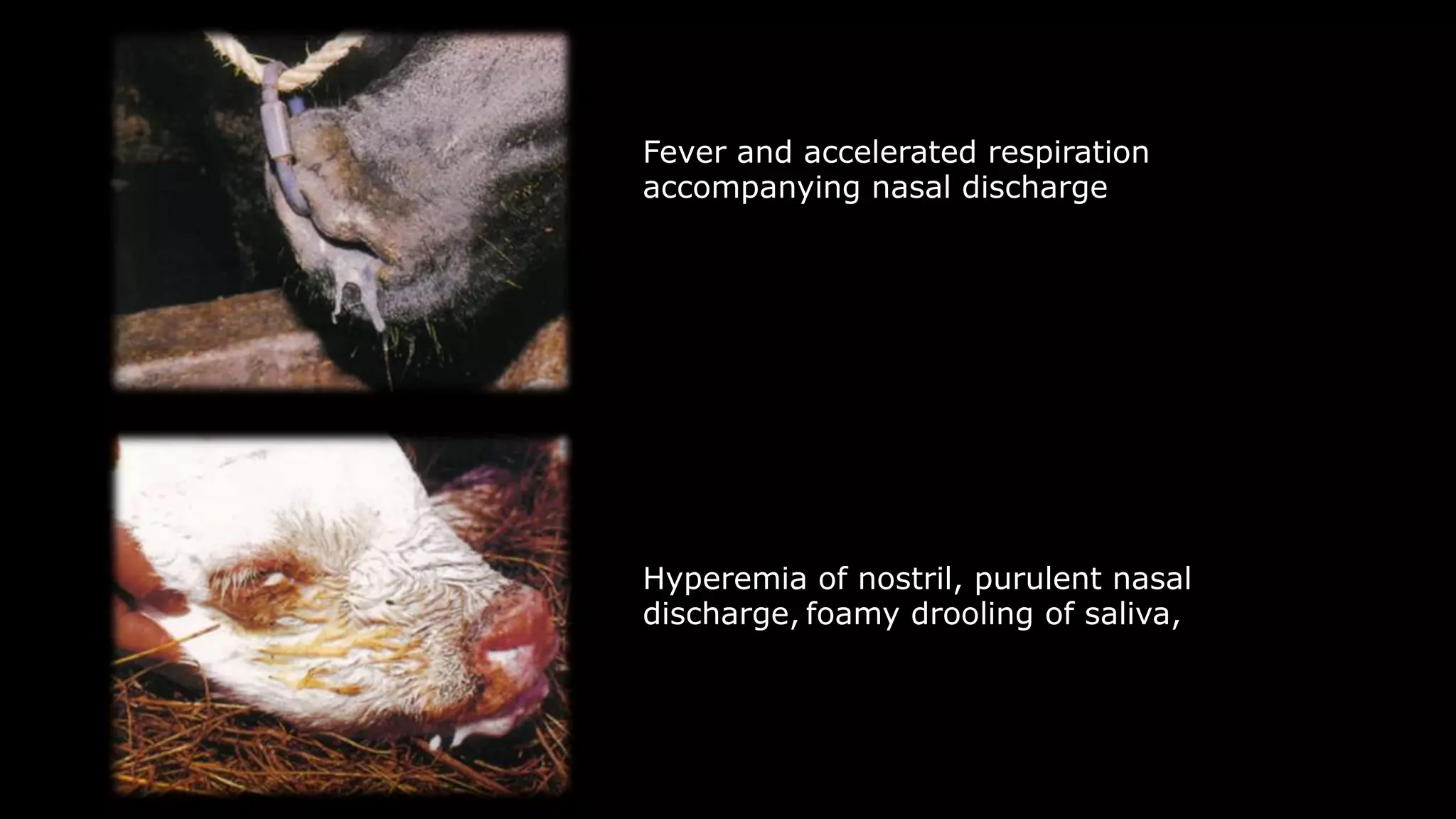 Bovine Herpes Virus 1 Affections Infectious Bovine Rhinotracheitis 