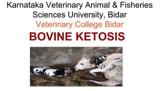 Karnataka Veterinary Animal & Fisheries
Sciences University, Bidar
Veterinary College Bidar
BOVINE KETOSIS
 