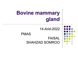 Bovine mammary
gland
14-Arid-2022
PMAS
FAISAL
SHAHZAD SOMROO
 