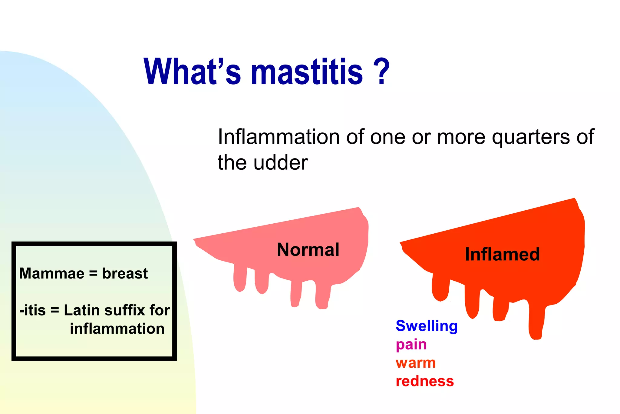 Bovine mastitis | PPT