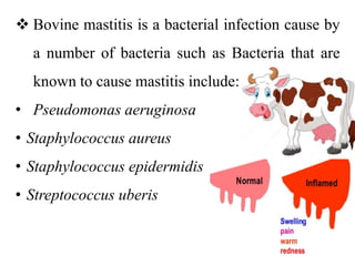 Bovine Mastitis Bovine Mastitis