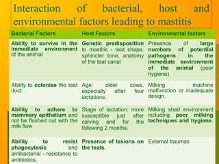 Interaction of bacterial, host and
environmental factors leading to mastitis
Bacterial Factors Host Factors Environmental factors
Ability to survive in the
immediate environment
of the animal
Genetic predisposition
to mastitis - teat shape,
sphincter tone, anatomy
of the teat canal
Presence of large
numbers of potential
pathogens in the
immediate environment
of the animal (poor
hygiene)
Ability to colonise the teat
duct.
Age: older cows,
especially after four
lactations.
Milking machine
malfunction or inadequate
design.
Ability to adhere to
mammary epithelium and
not be flushed out with the
milk flow
Stage of lactation: more
susceptible just after
calving and for the
following 2 months.
Milking shed environment
including poor milking
techniques and hygiene.
Ability to resist
phagocytosis and
antibacterial - resistance to
antibiotics.
Presence of lesions on
the teats.
External traumas
 