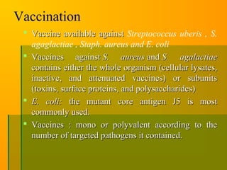 Vaccination
 Vaccine available againstVaccine available against Streptococcus uberis , S.
agaglactiae , Staph. aureus and E. coli
 Vaccines againstVaccines against S. aureusS. aureus andand S. agalactiaeS. agalactiae
contains either the whole organism (cellular lysates,contains either the whole organism (cellular lysates,
inactive, and attenuated vaccines) or subunitsinactive, and attenuated vaccines) or subunits
(toxins, surface proteins, and polysaccharides)(toxins, surface proteins, and polysaccharides)
 E. coli:E. coli: the mutant core antigen J5 is mostthe mutant core antigen J5 is most
commonly used.commonly used.
 Vaccines : mono or polyvalent according to theVaccines : mono or polyvalent according to the
number of targeted pathogens it contained.number of targeted pathogens it contained.
 