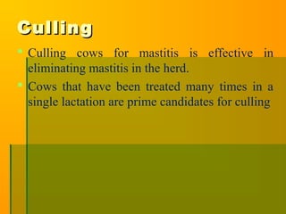 CullingCulling
 Culling cows for mastitis is effective in
eliminating mastitis in the herd.
 Cows that have been treated many times in a
single lactation are prime candidates for culling
 