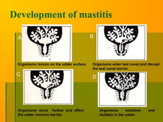 Development of mastitis
A
Organisms remain on the udder surface.
B
Organisms enter teat canal and disrupt
the teat canal barrier.
C
Organisms move further and affect
the udder immune barrier.
D
Organisms establish and
multiply in the udder.
 