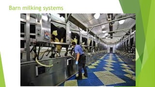 Barn milking systems 
© MilkTech International
 