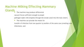 Machine Milking Effecting Mammary
Glands The machine may produce differential
vacuum forces sufficient enough to propel
pathogen laden milk droplets through the streak canal into the teat cistern.
 The machine can provide the means for
transfer of infection from one quarter to another of the same cow (creating cross
infections), and
 