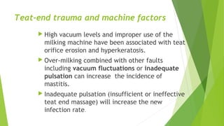 Teat-end trauma and machine factors
 High vacuum levels and improper use of the
milking machine have been associated with teat
orifice erosion and hyperkeratosis.
 Over-milking combined with other faults
including vacuum fluctuations or inadequate
pulsation can increase the incidence of
mastitis.
 Inadequate pulsation (insufficient or ineffective
teat end massage) will increase the new
infection rate.
 