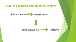 Teat-end trauma and machine factors
teat end lesions damaged tissue
Staphylococcus aureus Mastitis
 