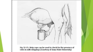 © MilkTech International
 