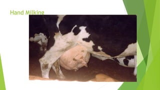 Hand Milking
 