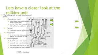 Lets have a closer look at the
milking unit
© MilkTech International
 The milking unit is made up of several
parts
 4 Teatcups (for cows)
 A soft rubber liner that is mounted in a
metal or plastic shell
 The soft rubber liner is the only part of
the machine that touches the udder
 The claw
 Collect milk from all of the teatcups
 The Pulsator
 An air valve that creates ‘pulsation’ or the
opening and closing of the liner
 Connecting tubes
 Short milk tube = liner to claw
 Long milk tube = claw to milkline
 Short pulse tube = shell to air fork
 Long pulse tube = air fork to pulsator
 