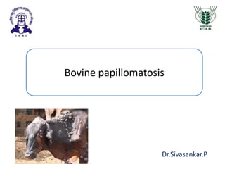 Bovine papillomatosis
Dr.Sivasankar.P
 