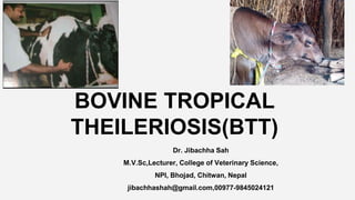 BOVINE TROPICAL
THEILERIOSIS(BTT)
Dr. Jibachha Sah
M.V.Sc,Lecturer, College of Veterinary Science,
NPI, Bhojad, Chitwan, Nepal
jibachhashah@gmail.com,00977-9845024121
 