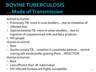 Animal to human
 PulmonaryTB- more in rural dwellers… due to inhalation of
infected dust
 GastrointestinalTB- more in urban dwellers… due to
ingestion of unpasteurized milk and dairy products
 HIV people
Human to animal
 Rare
 Genito-urinaryTB… urination in cowsheds/ pasture … animal
craving salt would prefer grazing there… INFECTION
Human to human
 Rare
 Less efficient than M. tuberculosis
 HIV infected humans are highly susceptible. 12
 