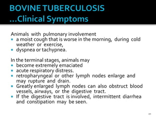 Animals with pulmonary involvement
 a moist cough that is worse in the morning, during cold
weather or exercise,
 dyspnea or tachypnea.
In the terminal stages, animals may
 become extremely emaciated
 acute respiratory distress.
 retropharyngeal or other lymph nodes enlarge and
may rupture and drain.
 Greatly enlarged lymph nodes can also obstruct blood
vessels, airways, or the digestive tract.
 If the digestive tract is involved, intermittent diarrhea
and constipation may be seen.
20
 