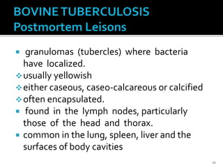  granulomas (tubercles) where bacteria
have localized.
usually yellowish
either caseous, caseo-calcareous or calcified
often encapsulated.
 found in the lymph nodes, particularly
those of the head and thorax.
 common in the lung, spleen, liver and the
surfaces of body cavities
21
 
