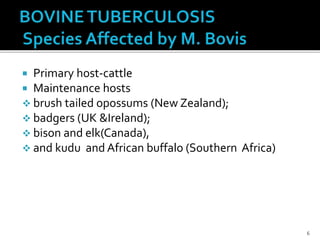  Primary host-cattle
 Maintenance hosts
 brush tailed opossums (New Zealand);
 badgers (UK &Ireland);
 bison and elk(Canada),
 and kudu and African buffalo (Southern Africa)
6
 