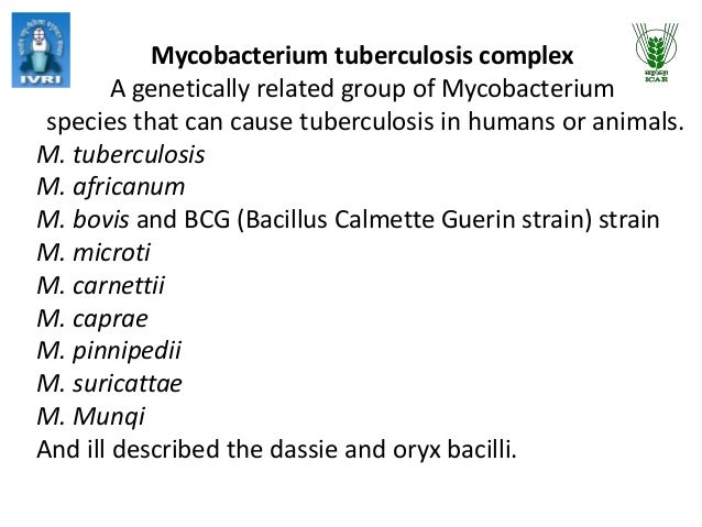 Mycobacterium bovis infection in animals and humans information