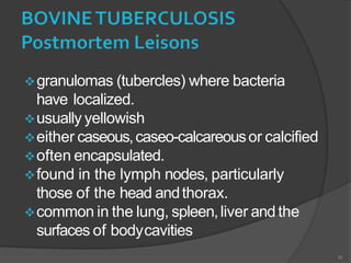 granulomas (tubercles) where bacteria
have localized.
usually yellowish
either caseous,caseo-calcareousor calcified
often encapsulated.
found in the lymph nodes, particularly
those of the head andthorax.
common in the lung, spleen,liver and the
surfaces of bodycavities
10
 