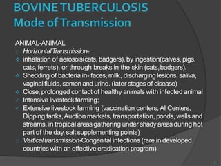 ANIMAL-ANIMAL
HorizontalTransmission-
 inhalation of aerosols(cats, badgers), by ingestion(calves, pigs,
cats, ferrets), or through breaks in the skin (cats,badgers).
 Shedding of bacteria in- faces,milk, discharging lesions,saliva,
vaginal fluids, semen and urine. (later stages of disease)
 Close,prolonged contact of healthy animals with infected animal
 Intensive livestock farming;
 Extensive livestock farming (vaccination centers,AI Centers,
Dipping tanks,Auction markets, transportation, ponds, wells and
streams, in tropical areas gathering under shady areas during hot
part of the day, salt supplementing points)
Verticaltransmission-Congenital infections (rare in developed
countries with an effective eradication program)
5
 