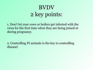 Bovine Viral Diarrhoea Virus | PPT