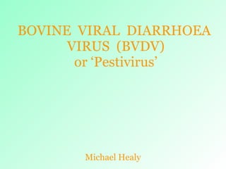 BOVINE  VIRAL  DIARRHOEA  VIRUS  (BVDV) or ‘Pestivirus’ Michael Healy 