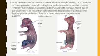 • Observa dos embriones con diferente edad de desarrollo (A) 56 días y (B) 63 a 65 días,
los cuales presentan desarrollo cartilaginoso evidente en cabeza, costillas, columna
vertebral y extremidades. El desarrollo osteomuscular está en etapas finales, puesto
que sus miembros se encuentran completamente desarrollados con articulaciones,
dígitos y pezuñas definitivos. Además el rostro se muestra completamente
desarrollado y con vascularización evidente.
A
.
Lóbulos ópticos
muy prominentes
Meato acústico
externo visible
por detrás
del proceso
mandibular
Evidente el
desarrollo
del hígado y
otros órganos
de la cavidad
abdominal
7
c
m
B
.
Cordón umbilical
palpeb
ral
Prominencia
del pabellón
auricul
arcomienza a ser
evide
nte.
1
0 c
m
 