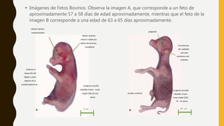 • Imágenes de Fetos Bovinos. Observa la imagen A, que corresponde a un feto de
aproximadamente 57 a 58 días de edad aproximadamente, mientras que el feto de la
imagen B corresponde a una edad de 63 a 65 días aproximadamente.
Lóbulos ópticos
predominantes
Meato acústico
externo visible por
detrás del proceso
mandibular
Evidente el
desarrollo del
hígado y otros
órganos de la
cavidad abdominal
Longitud coronilla
rabadilla Crown - rump
length (CRL) 8 com
aprox.
8 cmA.
Cordón umbilical
palpebral
Prominencia
del pabellón
auricular
comienza a ser
evidente.
Longitud coronilla
rabadilla Crown -
rump lenght (CRL)
10 cm aprox.
10 cm
B.
 