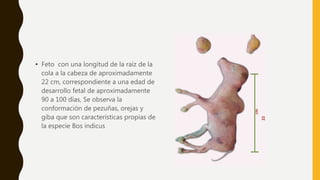 • Feto con una longitud de la raíz de la
cola a la cabeza de aproximadamente
22 cm, correspondiente a una edad de
desarrollo fetal de aproximadamente
90 a 100 días, Se observa la
conformación de pezuñas, orejas y
giba que son características propias de
la especie Bos indicus
 