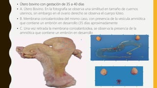 • Útero bovino con gestación de 35 a 40 días
• A. Útero Bovino. En la fotografía se observa una similitud en tamaño de cuernos
uterinos, sin embargo en el ovario derecho se observa el cuerpo lúteo.
• B. Membrana corioalantoidea del mismo caso, con presencia de la vesícula amniótica
que contiene un embrión en desarrollo (35 días aproximadamente
• C. Una vez retirada la membrana corioalantoidea, se observa la presencia de la
amniótica que contiene un embrión en desarrollo
 