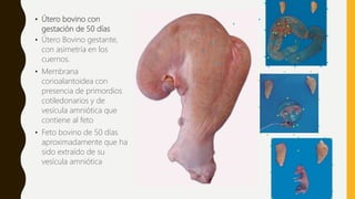• Útero bovino con
gestación de 50 días
• Útero Bovino gestante,
con asimetría en los
cuernos.
• Membrana
corioalantoidea con
presencia de primordios
cotiledonarios y de
vesícula amniótica que
contiene al feto
• Feto bovino de 50 días
aproximadamente que ha
sido extraído de su
vesícula amniótica
 