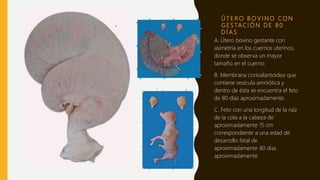 Ú T E R O B O V I N O C O N
G E S TA C I Ó N D E 8 0
D Í A S
A. Útero bovino gestante con
asimetría en los cuernos uterinos,
donde se observa un mayor
tamaño en el cuerno.
B. Membrana corioalantoidea que
contiene vesícula amniótica y
dentro de ésta se encuentra el feto
de 80 días aproximadamente.
C. Feto con una longitud de la raíz
de la cola a la cabeza de
aproximadamente 15 cm
correspondiente a una edad de
desarrollo fetal de
aproximadamente 80 días
aproximadamente
 