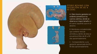 Ú T E R O B O V I N O C O N
G E S TA C I Ó N D E 8 5 A
9 0 D Í A S
A. Útero bovino gestante con
evidente asimetría en los
cuernos uterinos, donde se
observa un mayor tamaño en
el cuerno izquierdo que en el
derecho.
B. Membrana corioalantoidea
que contiene vesícula
amniótica y dentro de ésta se
encuentra el feto de 85 a 90
días aproximadamente.
C. Correspondiente a una
gestación aproximada de 85 a
90 días aproximadamente.
 