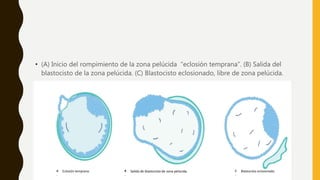 • (A) Inicio del rompimiento de la zona pelúcida “eclosión temprana”. (B) Salida del
blastocisto de la zona pelúcida. (C) Blastocisto eclosionado, libre de zona pelúcida.
A
.
Eclosión temprana. B
.
Salida de blastocisto de zona pelúcida. C
.
Blastocisto eclosionado.
 